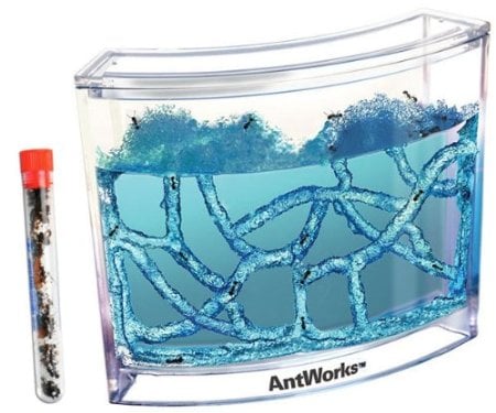 Live Blue Gel Ant Habitat- educational toys