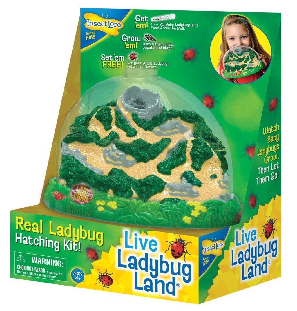Insect Lore Ladybug Land- educational toys