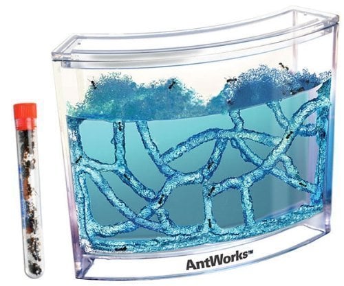 Live-Blue-Gel-Ant-Habitat-with-Live-Ants