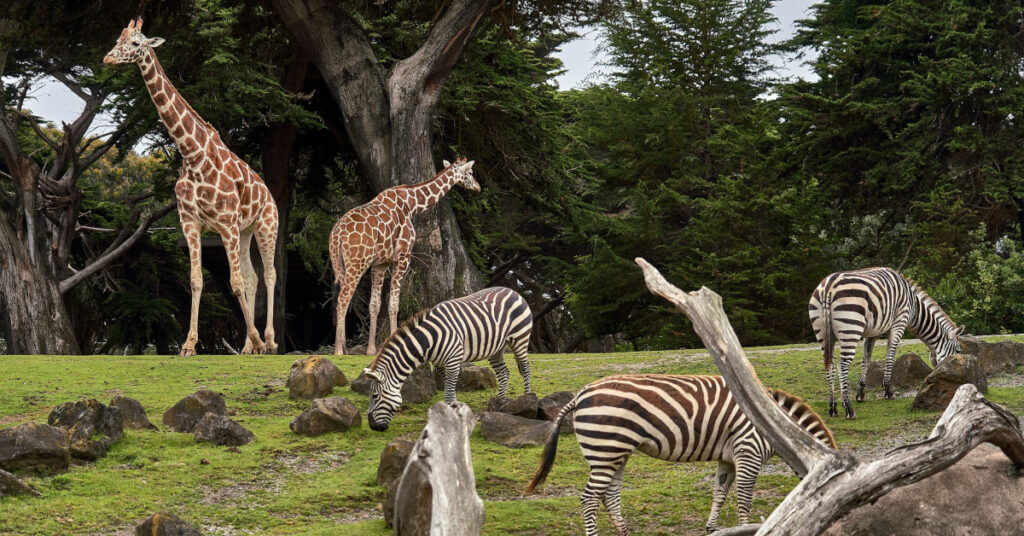 the zoo pass