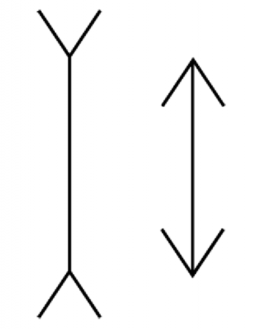 Image of Muller Lyer Optical Illusion